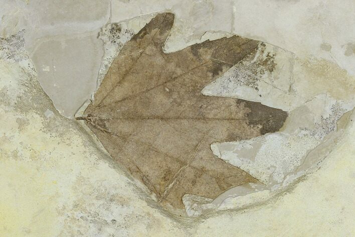 Fossil Sycamore Leaf (Platanus) - Green River Formation, Utah #117987